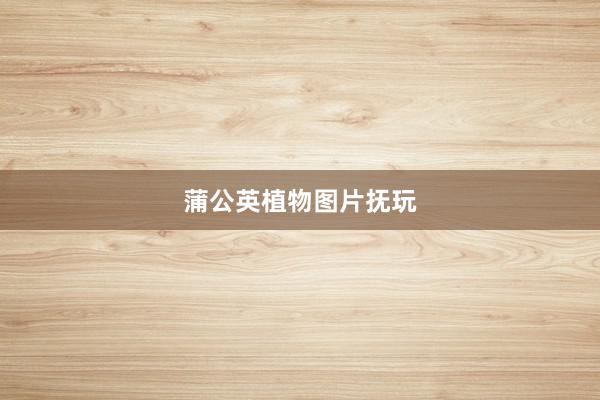 蒲公英植物图片抚玩
